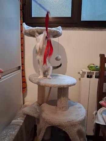 GATTINI ADORABILI