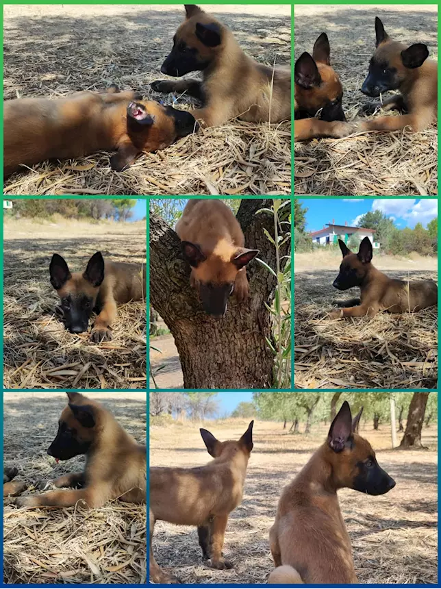 Foto 2 Allevamento Pastore Belga Malinois Puglia Campania Calabria