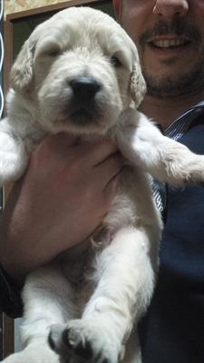 Cuccioli di Golden Retriever con Pedigree - Foto 5