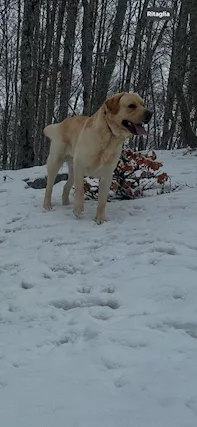 Labrador retriver, color miele - Foto 4