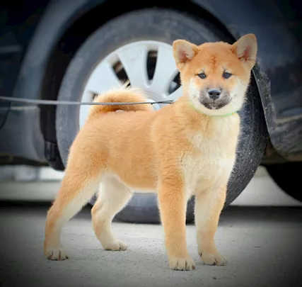 Shiba Inu Cuccioli