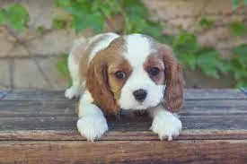 Splendidi cuccioli di Cavalier King Charles disponibili.