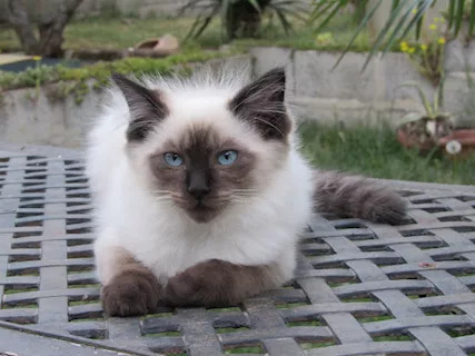 Cuccioli di Ragdoll