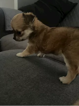 Disponibile chiwawa Razza Chihuahua, a pelo lungo - Foto 5