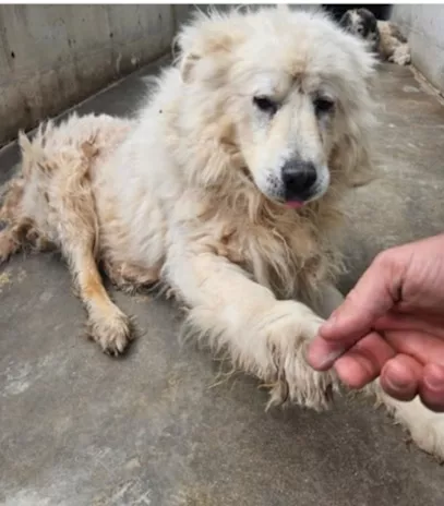 Pastore Abruzzese adulto non ne può piu di stare sul cemento