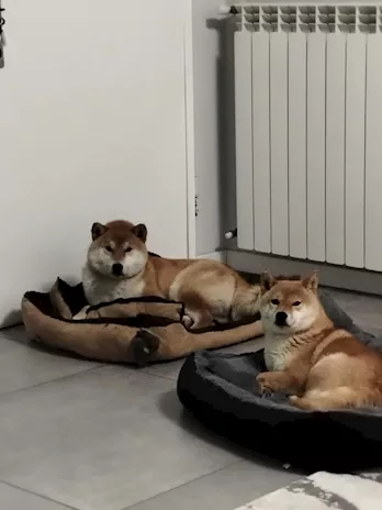 Vendo - Vendo cuccioli di Shiba Inu Rossi - Foto 2