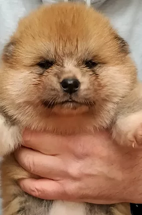 Akita inu
