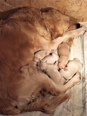 CUCCIOLI DI GOLDEN RETRIEVER