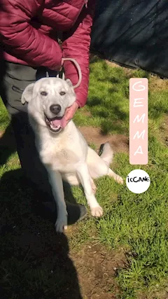 Gemma 2 anni taglia media Ma con questo - Foto 3
