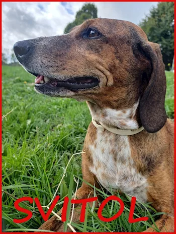 Svitol seggetta 5 anni