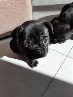 Bulldog Francese cuccioli - Foto 2