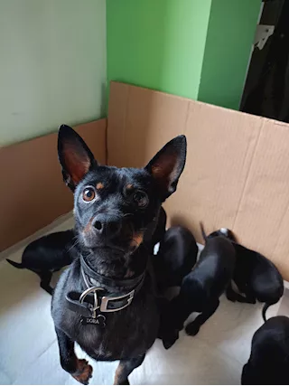 Pinscher nati in casa in ottima salute