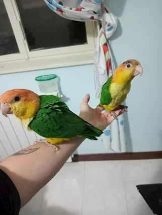 Pappagalli
