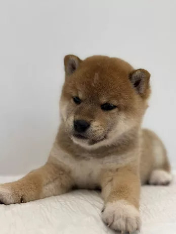 Vendo - Vendo cuccioli di Shiba Inu Rossi - Foto 5