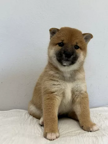 Vendo - Vendo cuccioli di Shiba Inu Rossi - Foto 4