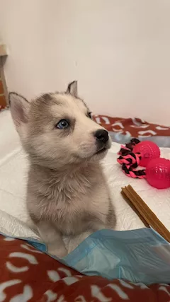 Husky cucciola