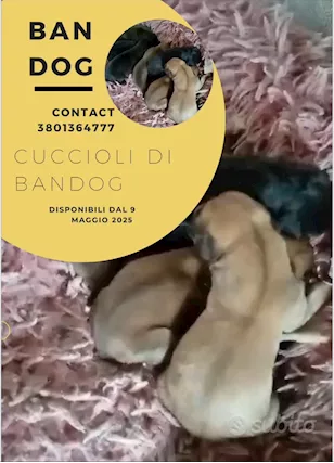 Bandog amstaff pitbull