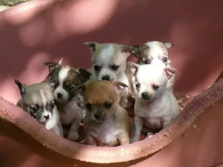 Cuccioli di Chihuahua Toy