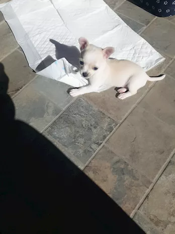 Chihuahua Toy