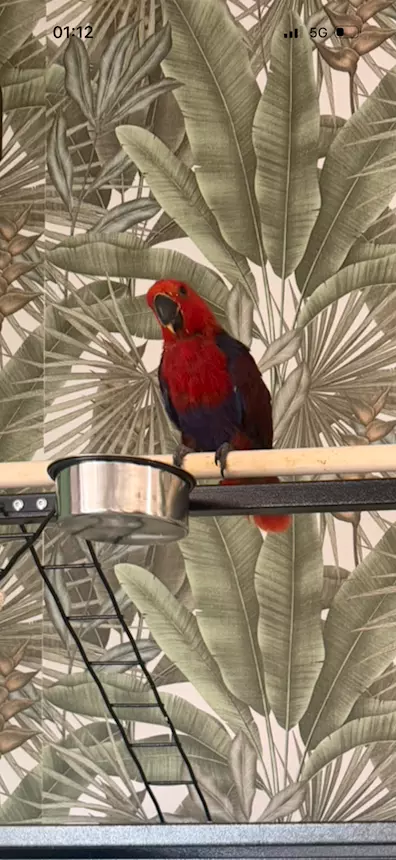 Ecletto Femmina (Eclectus roratus) allevata a mano - CITES