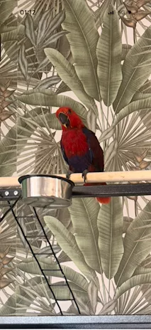 Ecletto Femmina (Eclectus roratus) allevata a mano - CITES