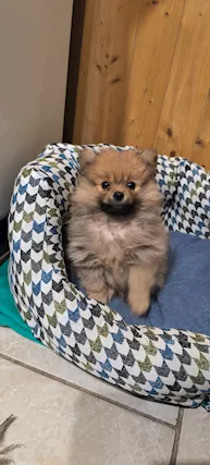 Spitz di pomerania