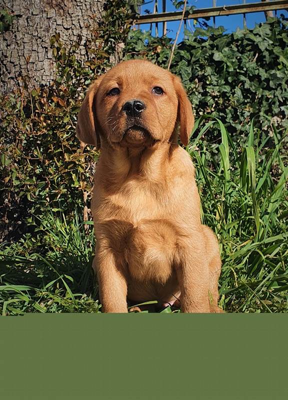 Cuccioli di Labrador Retriever - Pedigree, lastre test