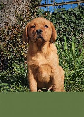 Cuccioli di Labrador Retriever - Pedigree, lastre test
