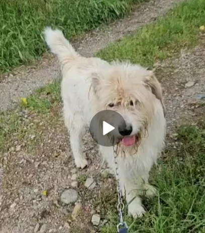 Orlando simil Spinone 6 anni, anni di appelli. Novara - Anteprima 3