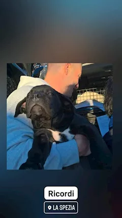 Cane corso