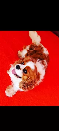Vendita Cavalier King maschio