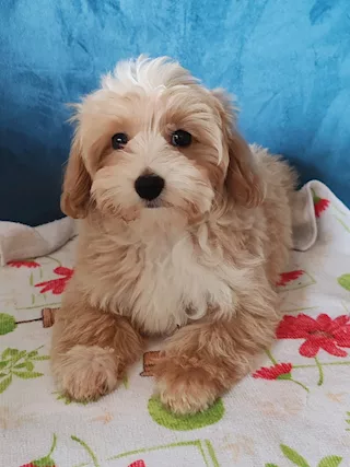 Maltipoo - Per problemi condominiali do in adozioni - Anteprima 2