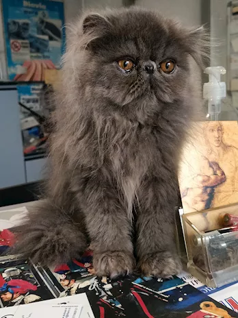 Cucciolo di Persiano