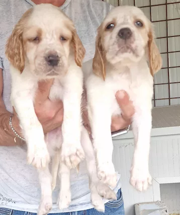 Disponibili cuccioli di setter inglese