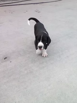 Alano Danese cuccioli Bellissimi