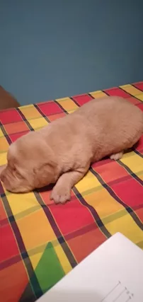 Labrador miele