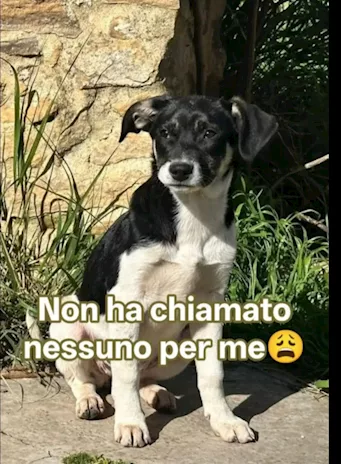 Pepe 3 mesi futura taglia media abbondante senza richieste sud