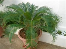Pianta Cycas di 25 anni in vaso - Anteprima 1