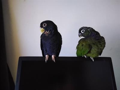Pappagalli allevati a mano Pionus