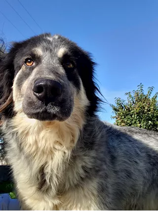 ERMES, cane magnifico (a Pavia)