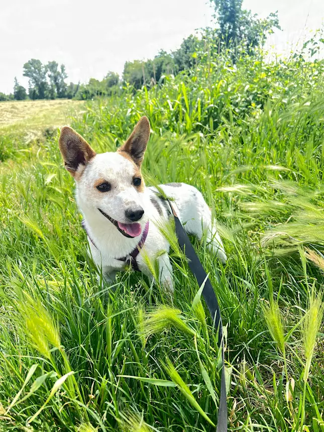 Foto 3 Burt, un piccolino pieno d'amore aspetta una famiglia Jack Russell