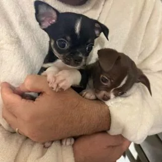 Cuccioli di chihuahua Toy