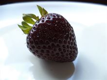 Fragola Vescana Annelie