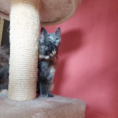 Lia e Penelope, 3 mesi, aspettano una famiglia