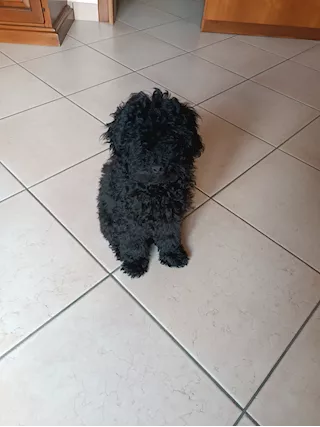 Barboncino nano quattro mesi nero