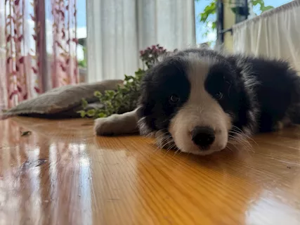 Cucciolo maschio di razza Border Collie