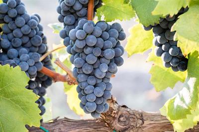UVA DA VINO - Foto 2