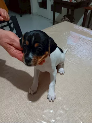 Cuccioli di jack