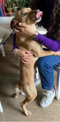Plum 3 anni color miele urge casa Brescia - Foto 5