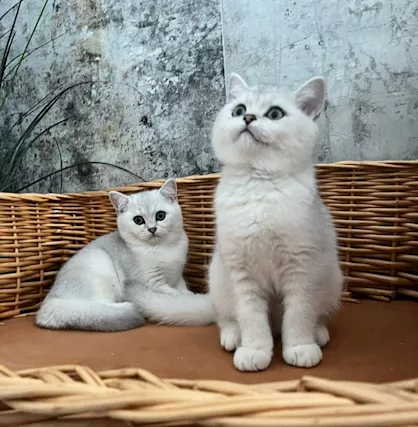 British shorthair cuccioli